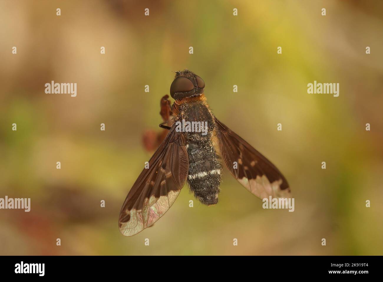 A shallow focus shot of a Hemipenthes morio (Bee fly) Stock Photo