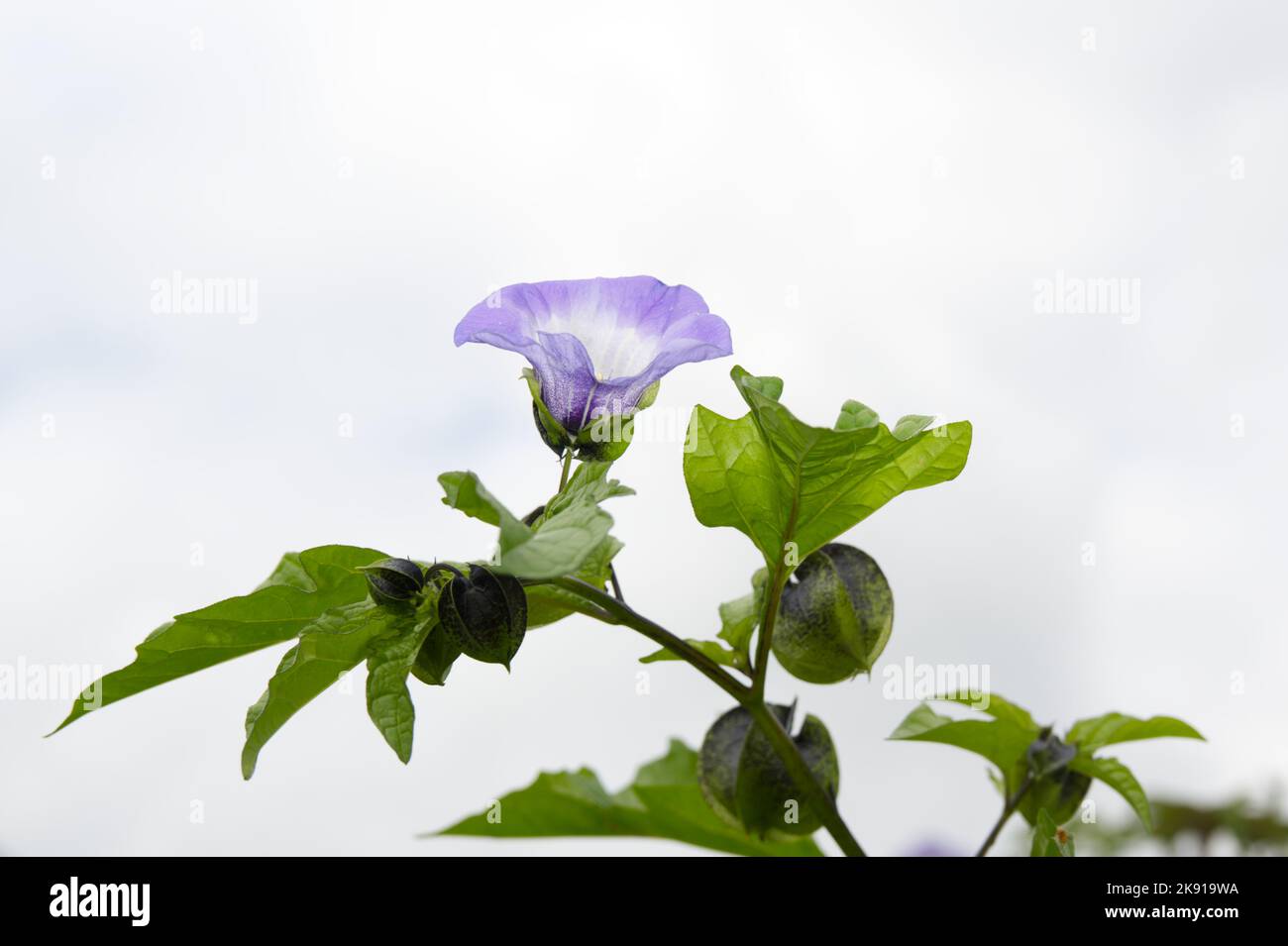 Blue, summer flowered annual Nicandra Physalodes, Shoo Fly plant, Apple of Peru flower UKgarden  July Stock Photo