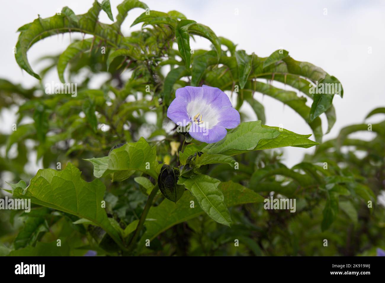 Blue, summer flowered annual Nicandra Physalodes, Shoo Fly plant, Apple of Peru flower UKgarden  July Stock Photo