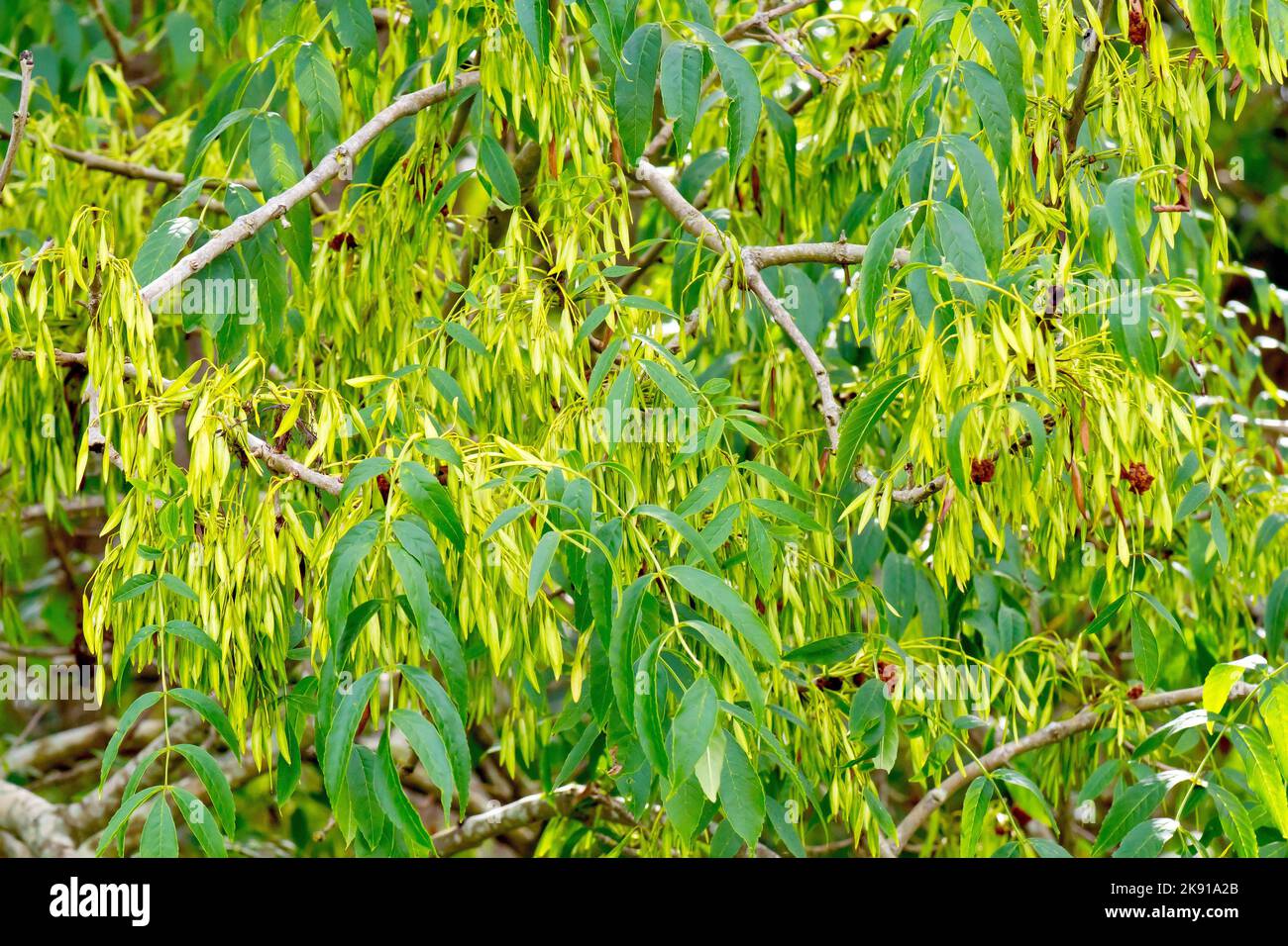 Ash (fraxinus excelsior), close up showing the tree in fruit with a mass of unripe green keys which will eventually go brown in the autumn. Stock Photo