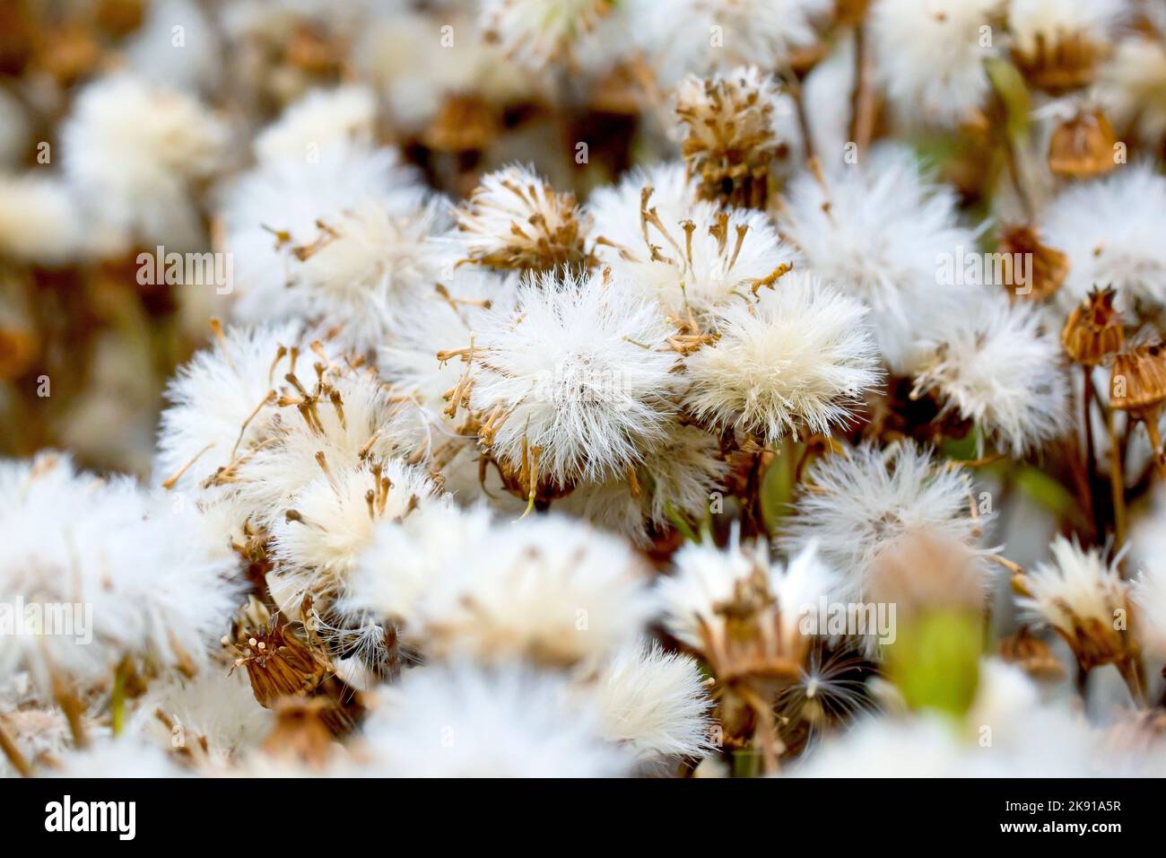 Common Ragwort (senecio jacobaea), close up showing the plant in seed, with each flowerhead producing a cluster of fluffy, feathery seeds. Stock Photo