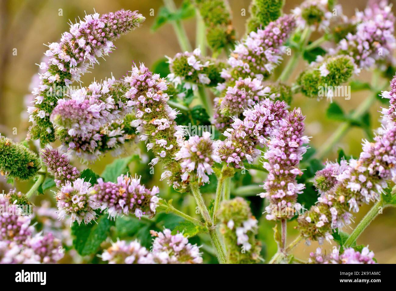 Mint, possibly Apple Scented Mint (mentha rotundifolia), close up showing a cluster of flowering spikes full of pink flowers. Stock Photo