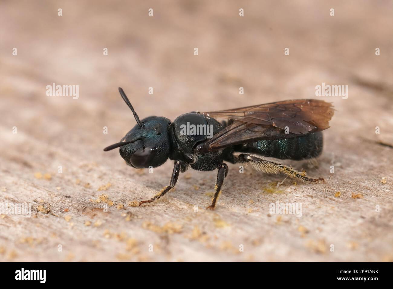 A closeup shot of a small carpenter bee on wood Stock Photo