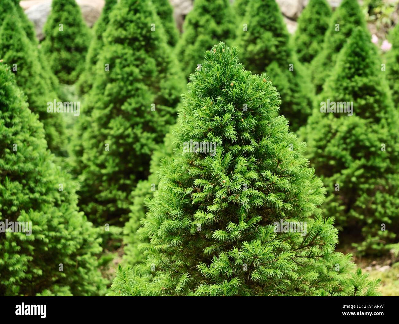 christmas conical fir trees in the arboretum Stock Photo