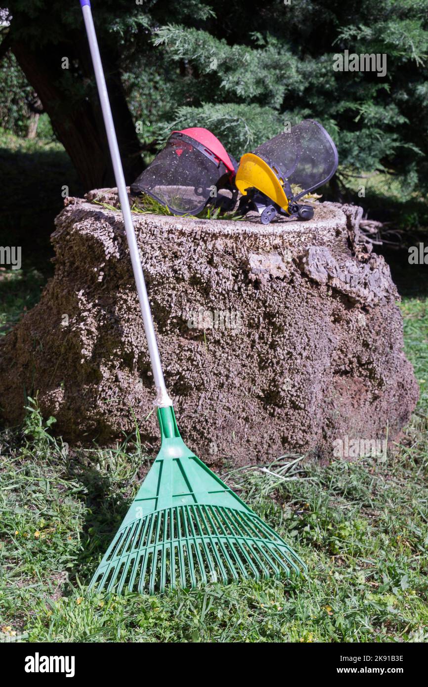 A green garden rake with screen mask on a tree Stock Photo - Alamy