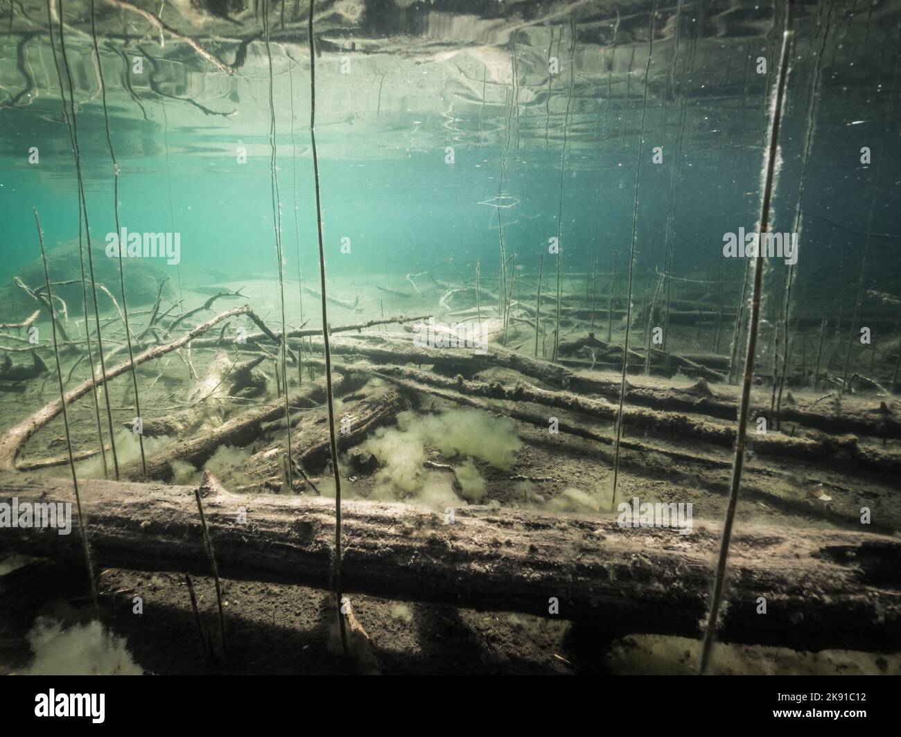 Clearwatered lake bottom with sunken trees Stock Photo Alamy