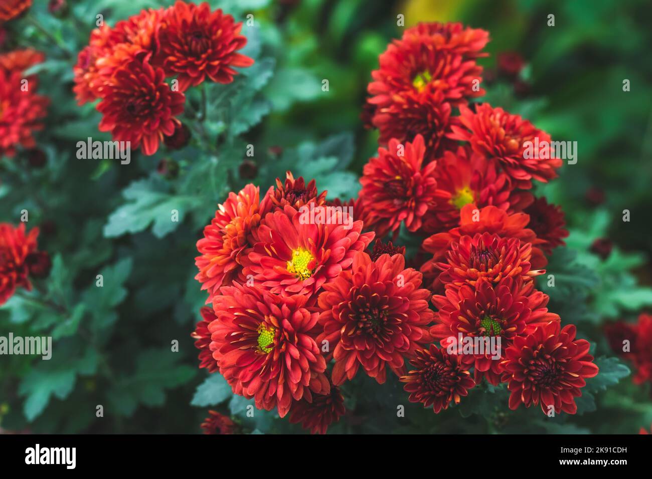 Red chrysanthemums in the garden. Autumn flowers outdoors, vibrant wallpaper. Floral background, beautiful postcard. Nature in October Stock Photo