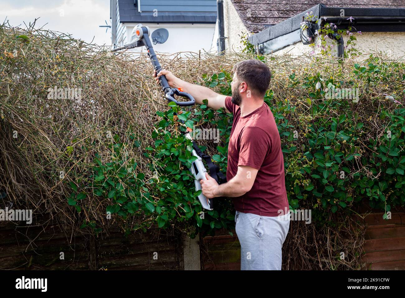 Gardener cutting hedges reaches over tall hedge with clippers to cut high up twigs and branches. Stock Photo