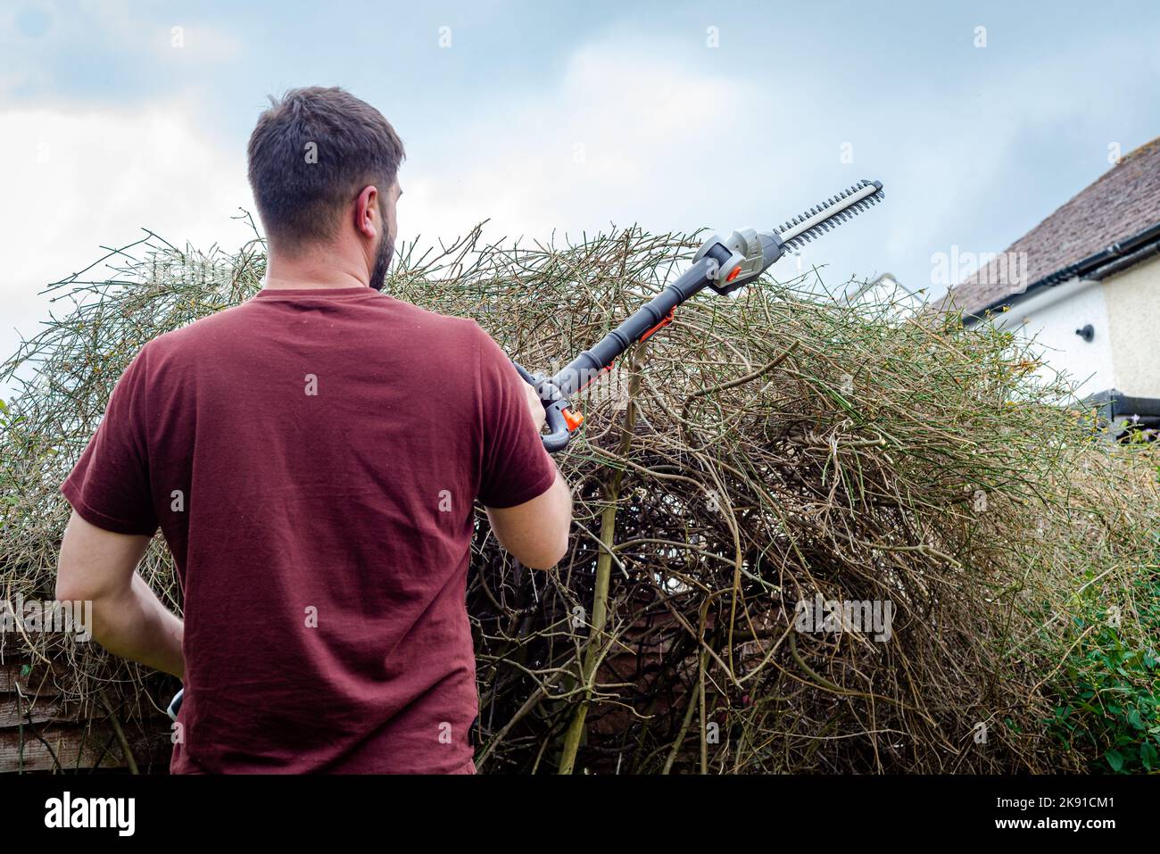 Gardener trimming overgrown hedge in back yard garden using long hedge trimmers. Stock Photo