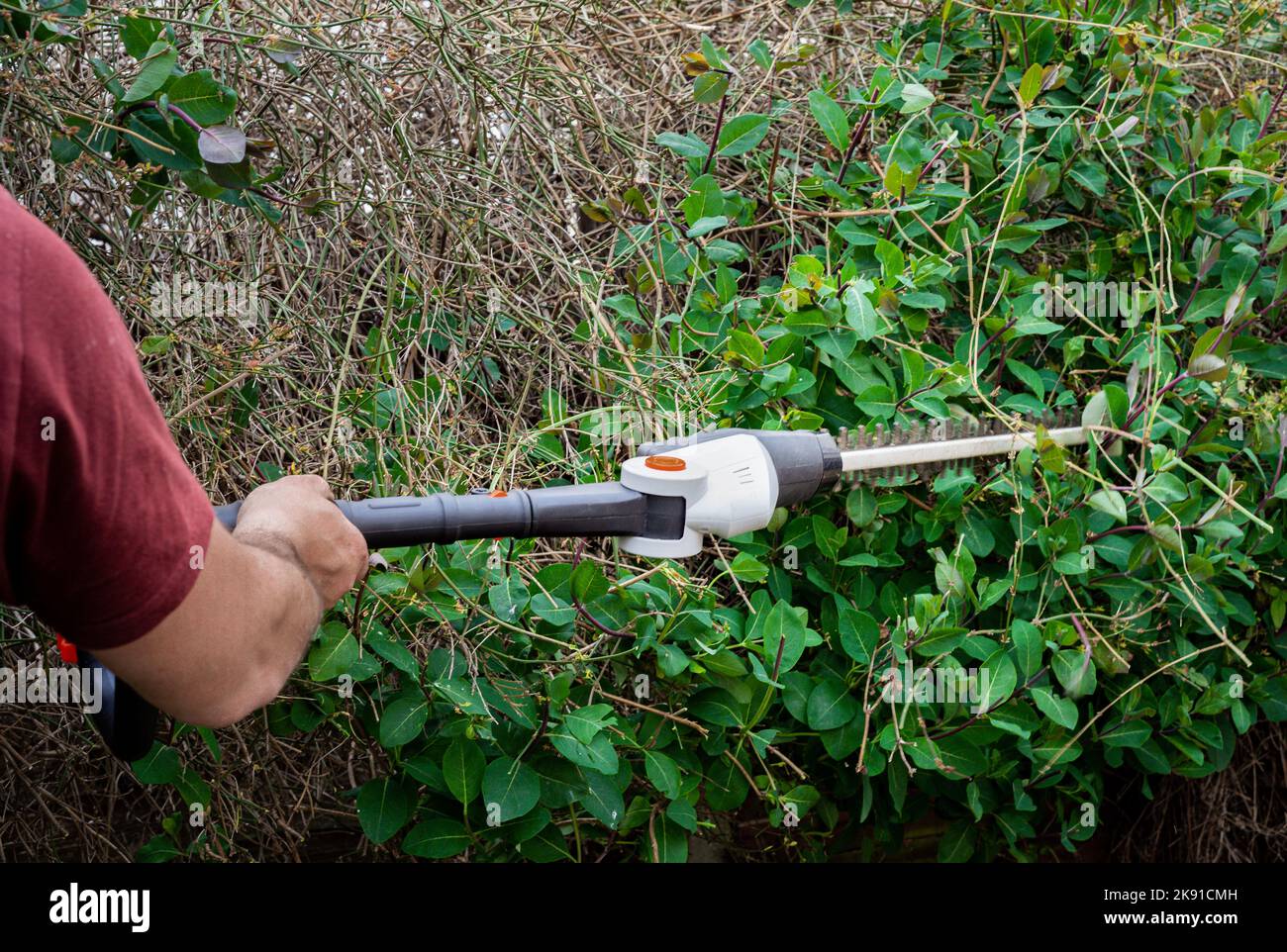 Male garden worker using hedge trimmers to cut branches from overgrown hedge in back yard garden.  Stock Photo