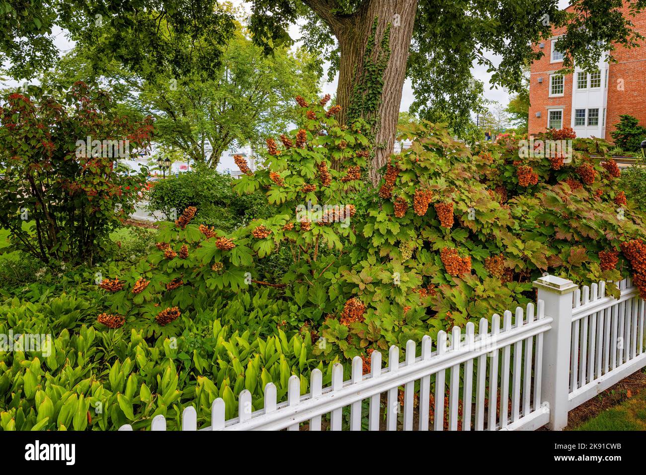 White picket fence with flowering shrubs in a garden setting lining a sidewalk. Stock Photo
