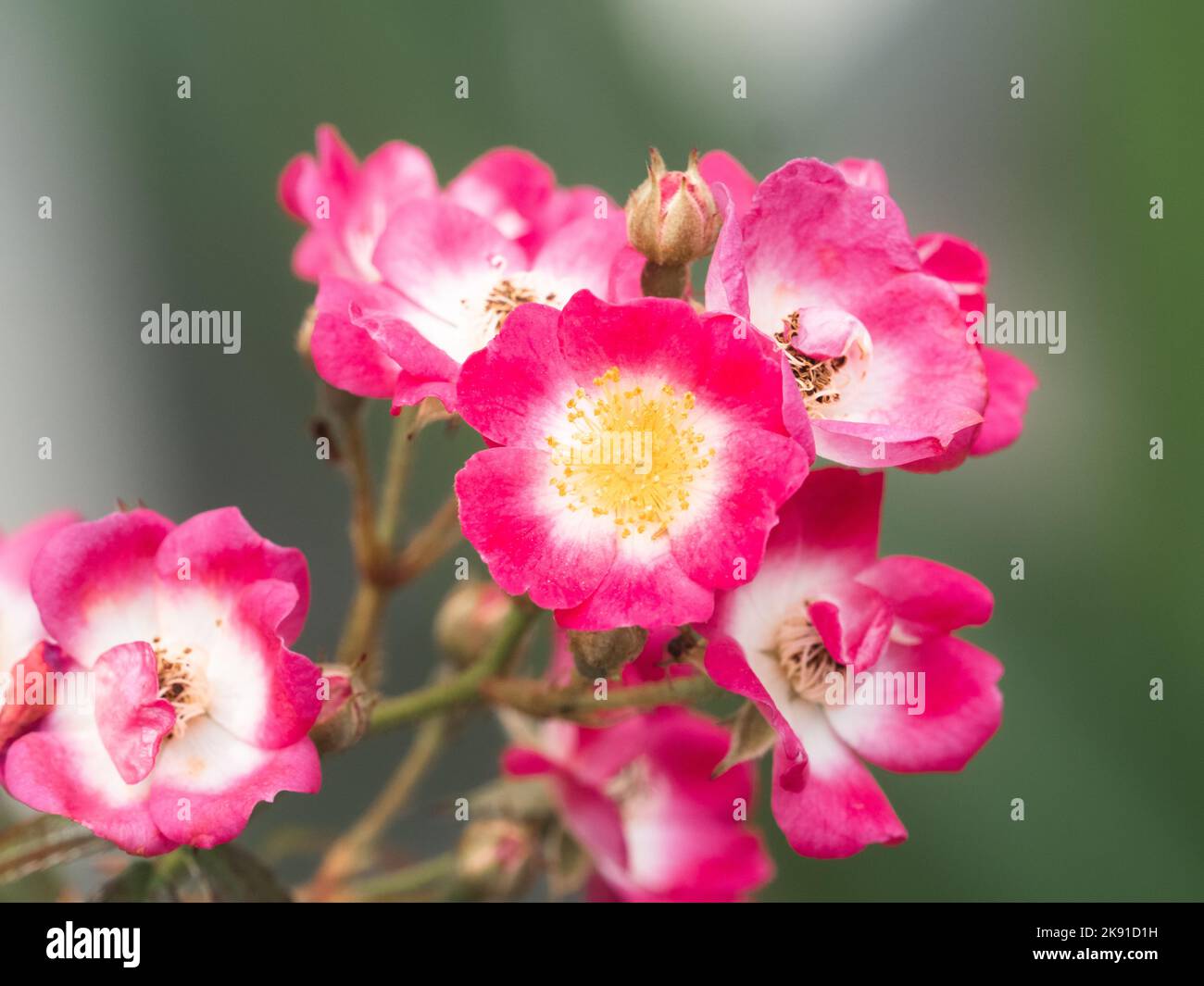 Alpine rose (rosa pendulina) hi-res stock photography and images - Alamy