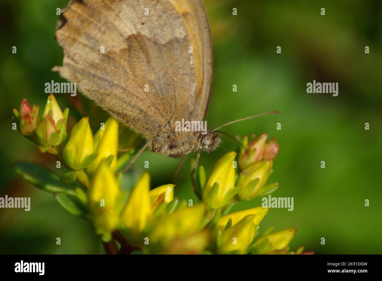 butterfly big oxeye on a flower Stock Photo Alamy