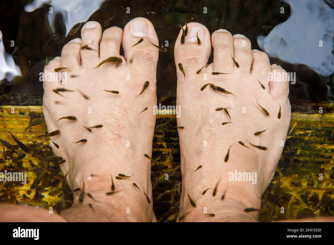 Peeling procedure in the aquarium. Spa treatment with tropical fish. Stock Photo