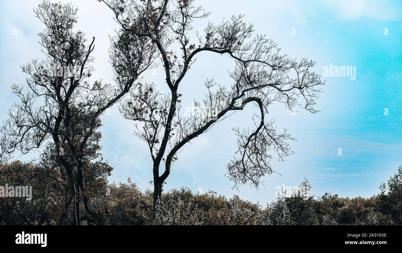 A silhouette of a dry tree against the sky Stock Photo - Alamy