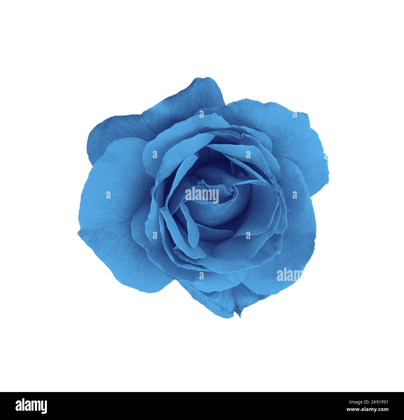 gorgeous blue rose isolated on white background Stock Photo - Alamy