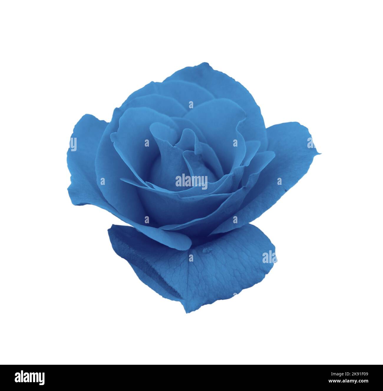 gorgeous blue rose isolated on white background Stock Photo - Alamy