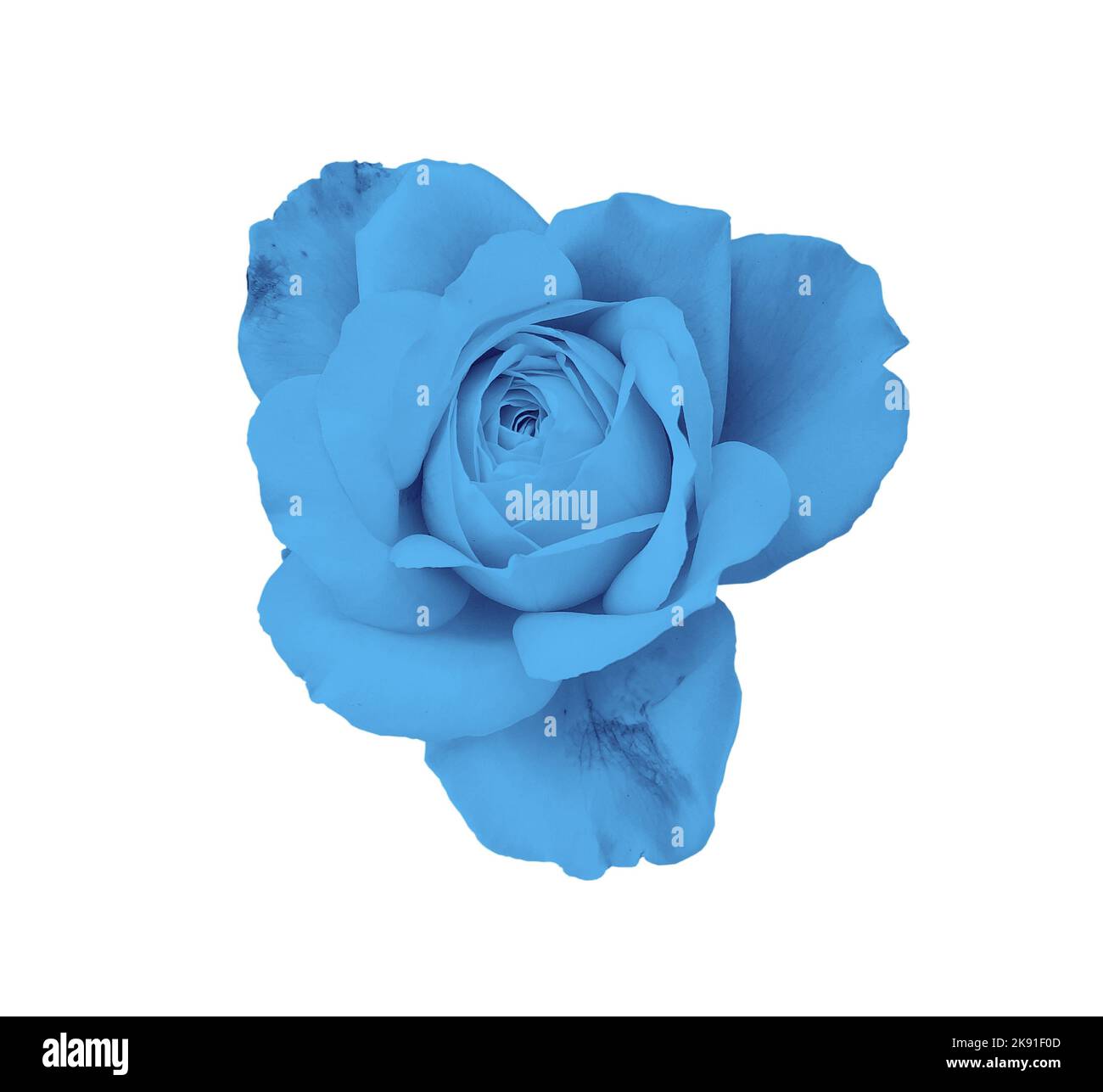 gorgeous blue rose isolated on white background Stock Photo - Alamy