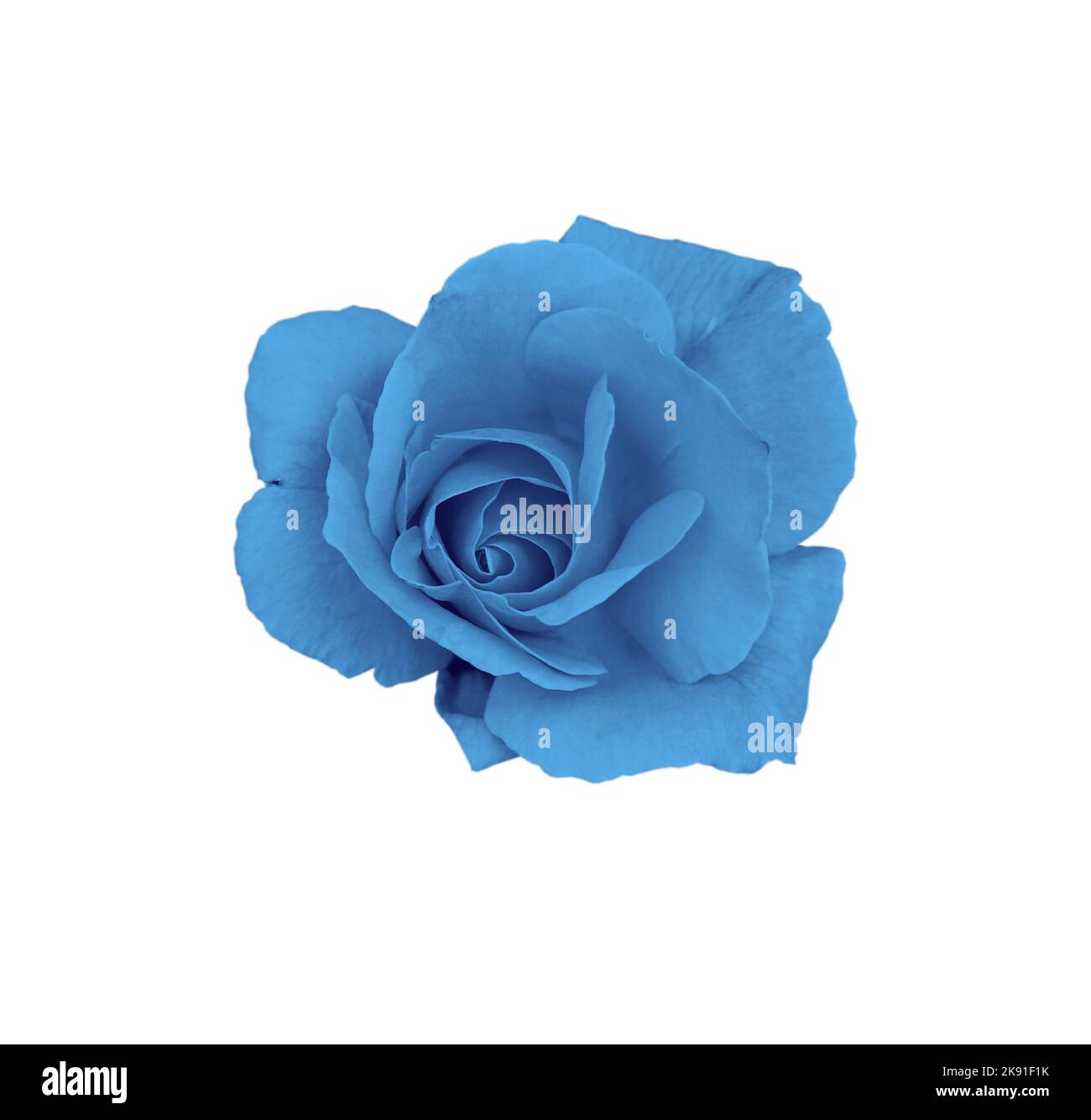 gorgeous blue rose isolated on white background Stock Photo - Alamy