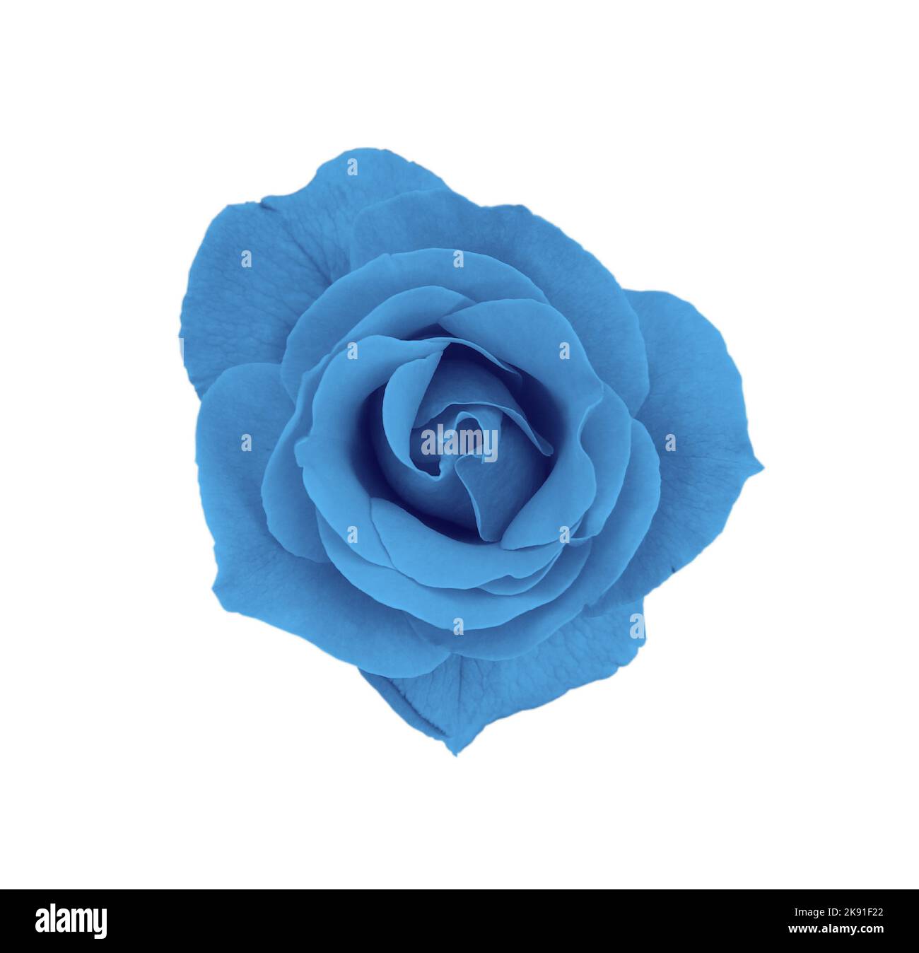 gorgeous blue rose isolated on white background Stock Photo - Alamy
