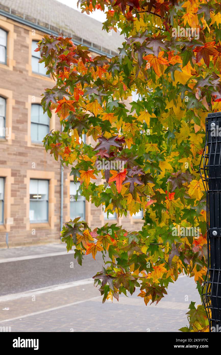 22 October 2022. Perth,Tayside,Scotland. This is the leaves in Autumn ...
