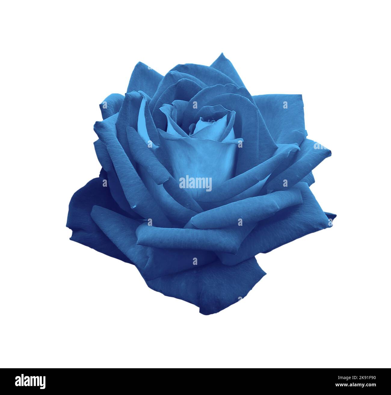 gorgeous blue rose isolated on white background Stock Photo - Alamy
