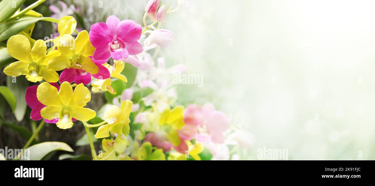 Orchid flowers of purple and lilac colors on sunny nature background. Horizontal banner with leaves of tropical plants and orchid flower. Copy space f Stock Photo