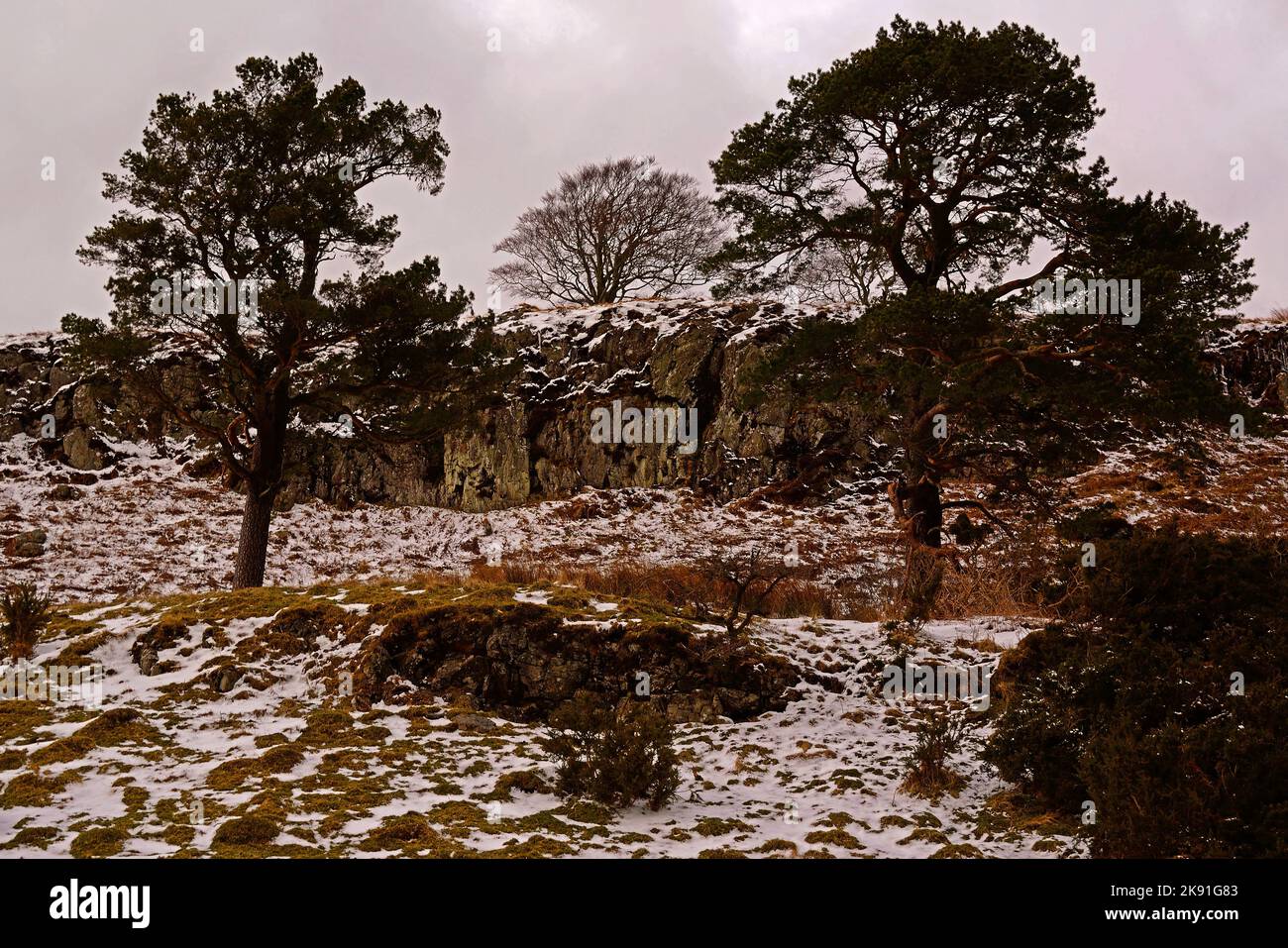 The view of trees and stones partially covered in snow on a late autumn ...