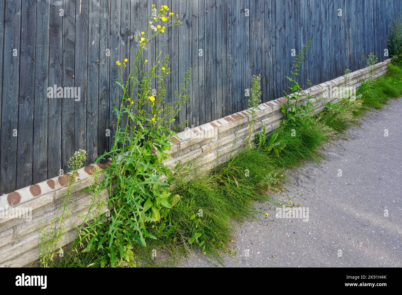 Large weeds have grown between the concrete base of the wooden fence