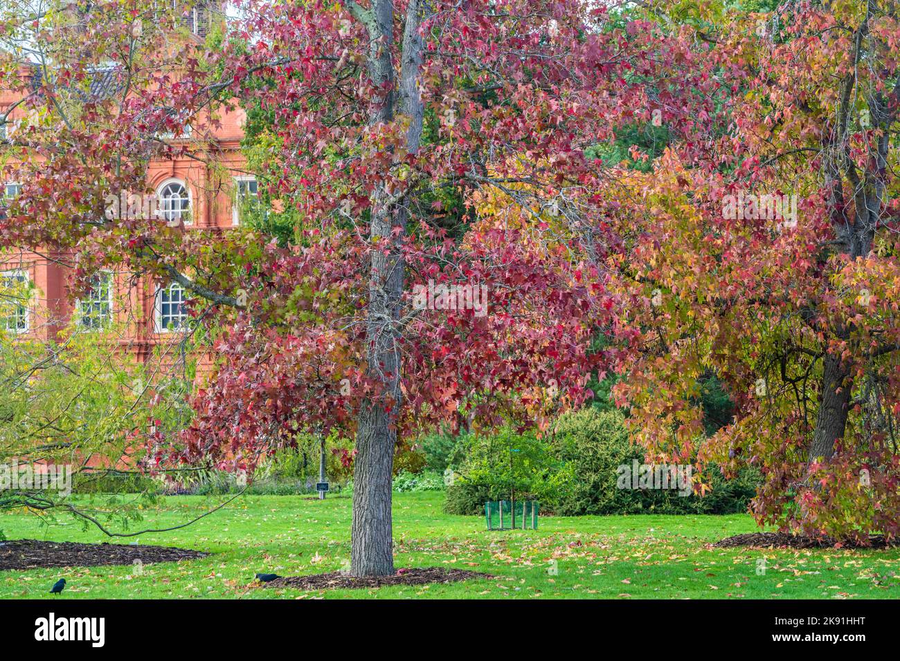 London, UK. Tuesday, 25 October, 2022. Autumn scenes at Kew Gardens Photo: Richard Gray/Alamy Live News Stock Photo