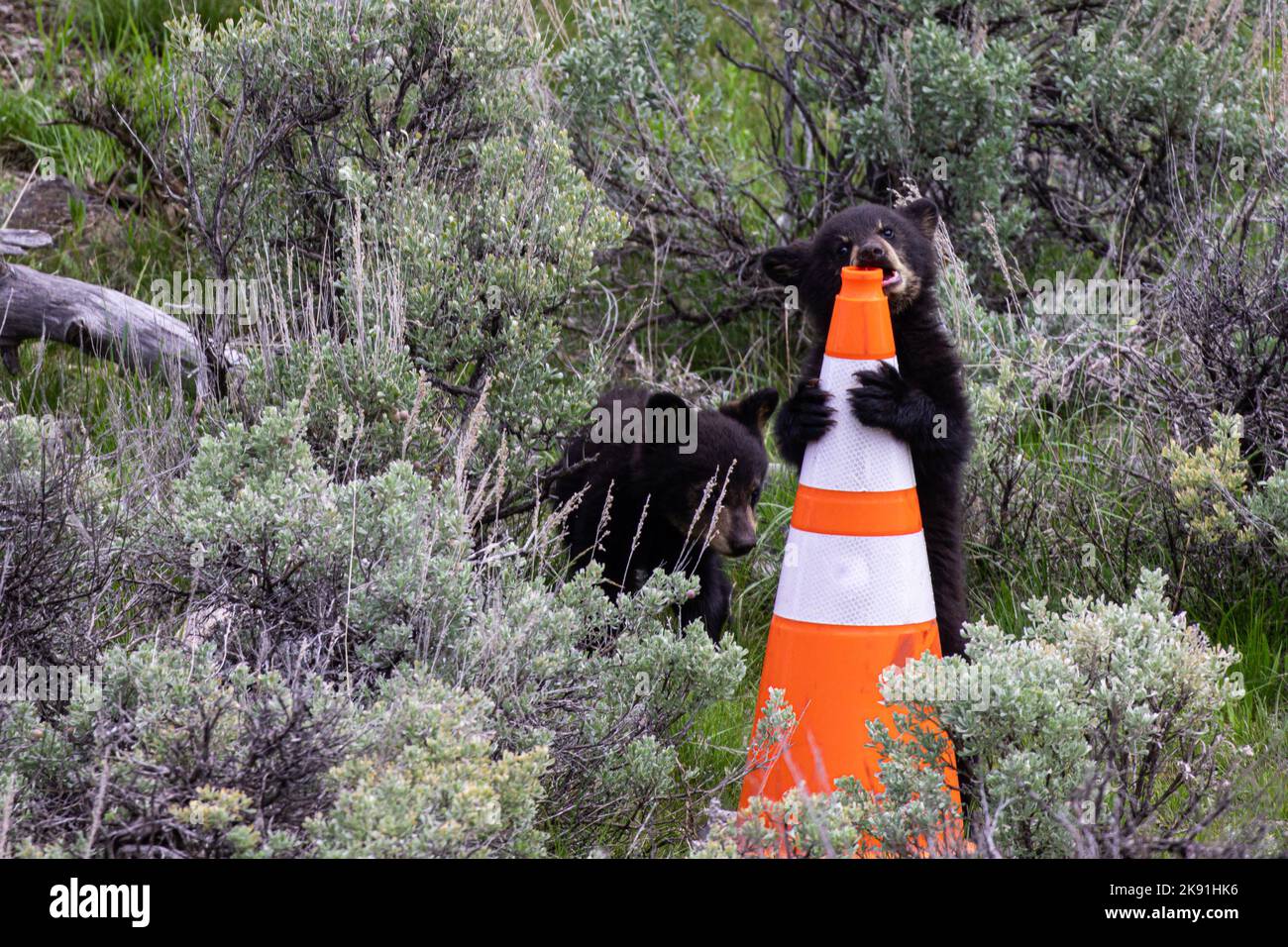 A closeup shot of American black bears near the traffic cone Stock Photo Alamy