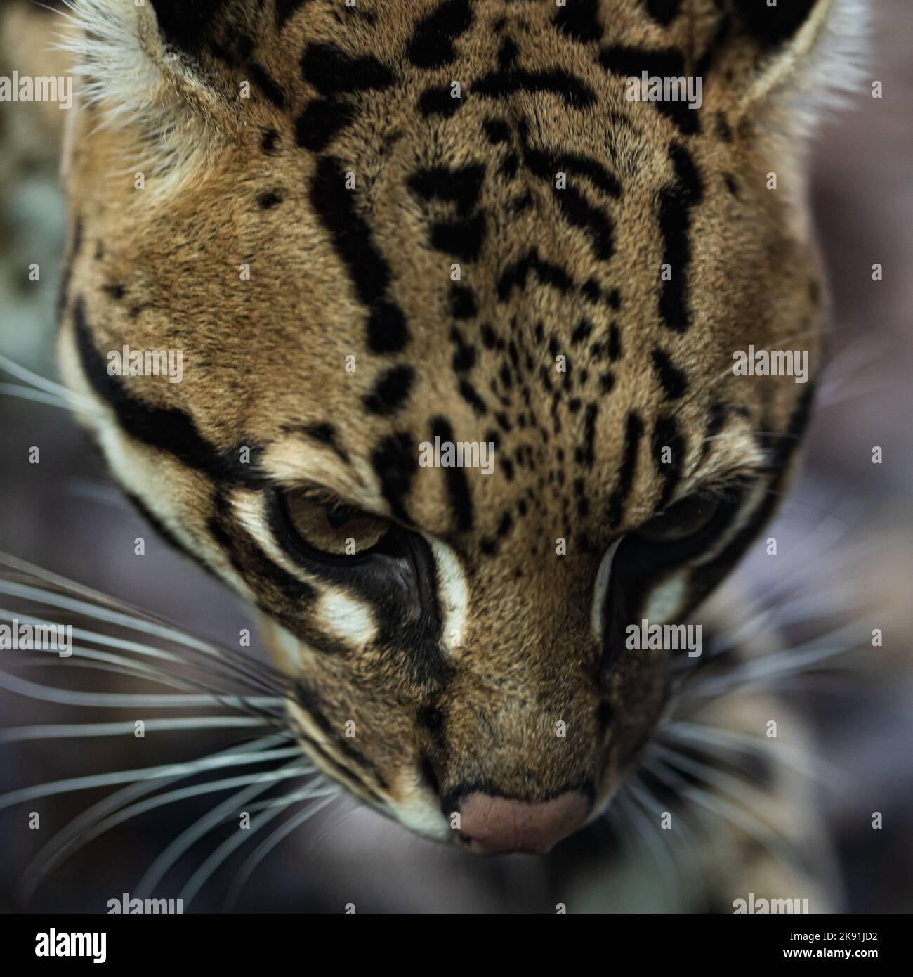 Ocelot head hi-res stock photography and images - Alamy