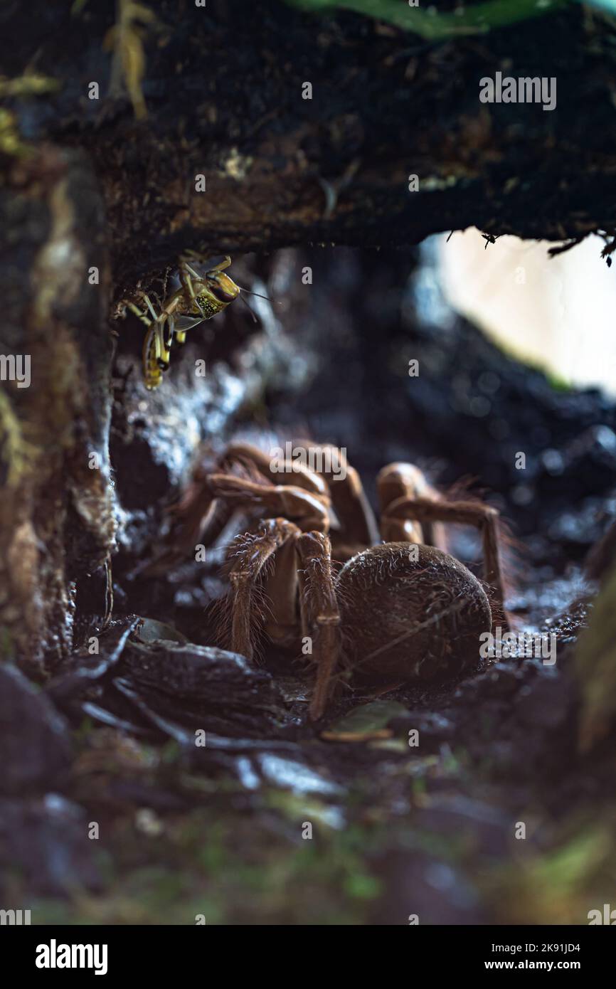 the Goliath bird-eating spider, The Goliath birdeater Stock Photo