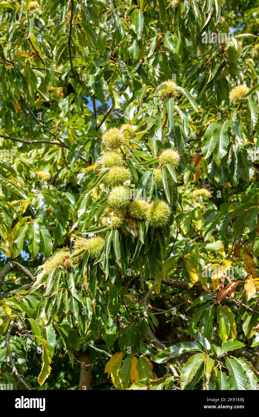 Close up of sweet chestnuts (castanea sativa) on the tree Stock Photo ...
