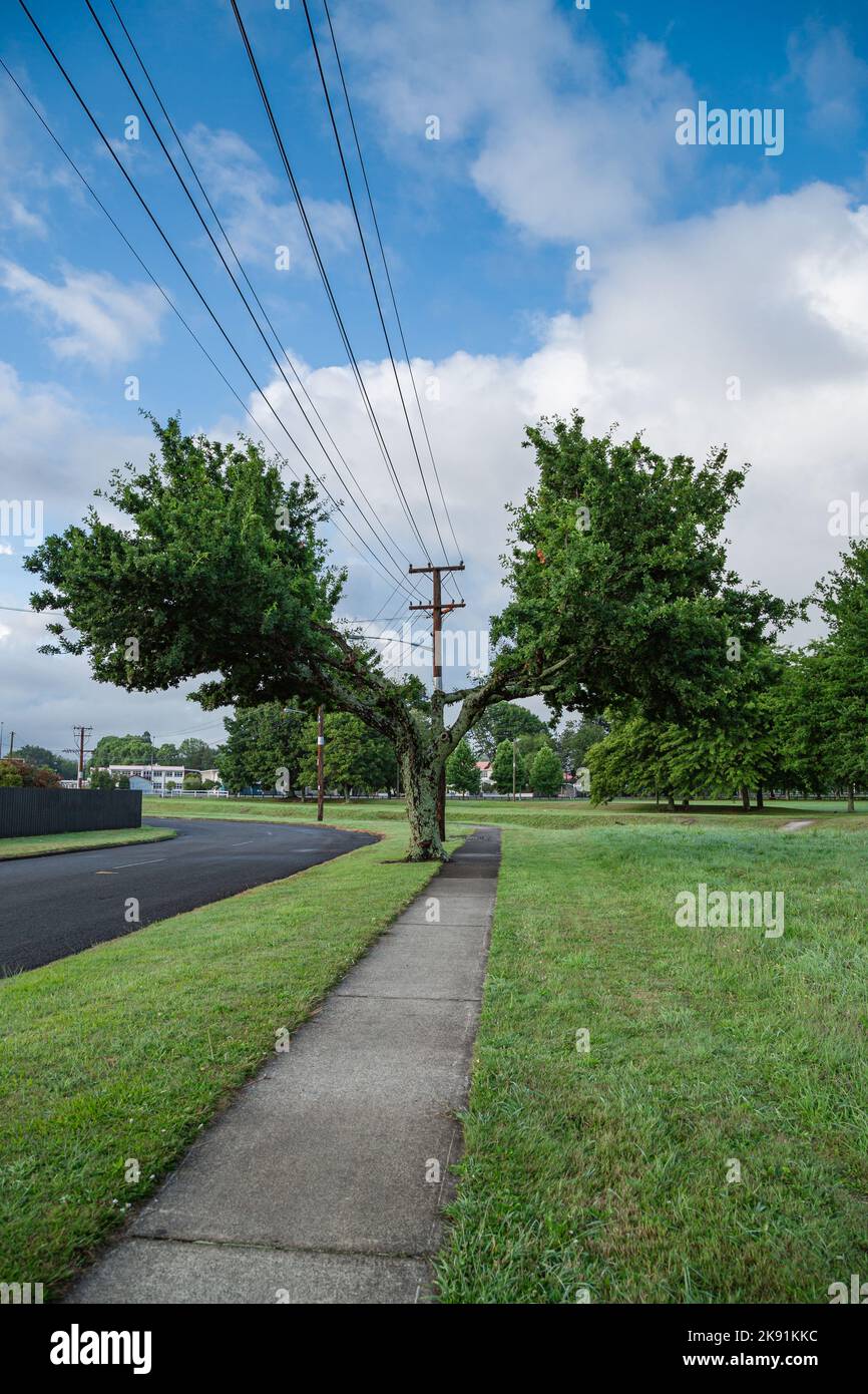 A vertical of the park with a tree cut back into half making place for the power lines Stock Photo