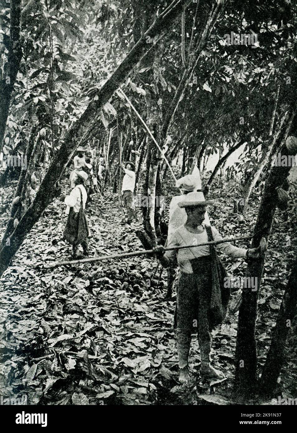 The 1914 caption reads: 'Ecuador - harvesting cacao.' Stock Photo