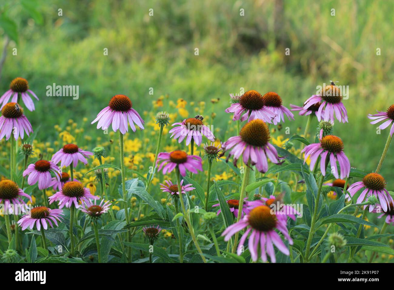 Echinacea purpurea summer flower in garden Stock Photo Alamy