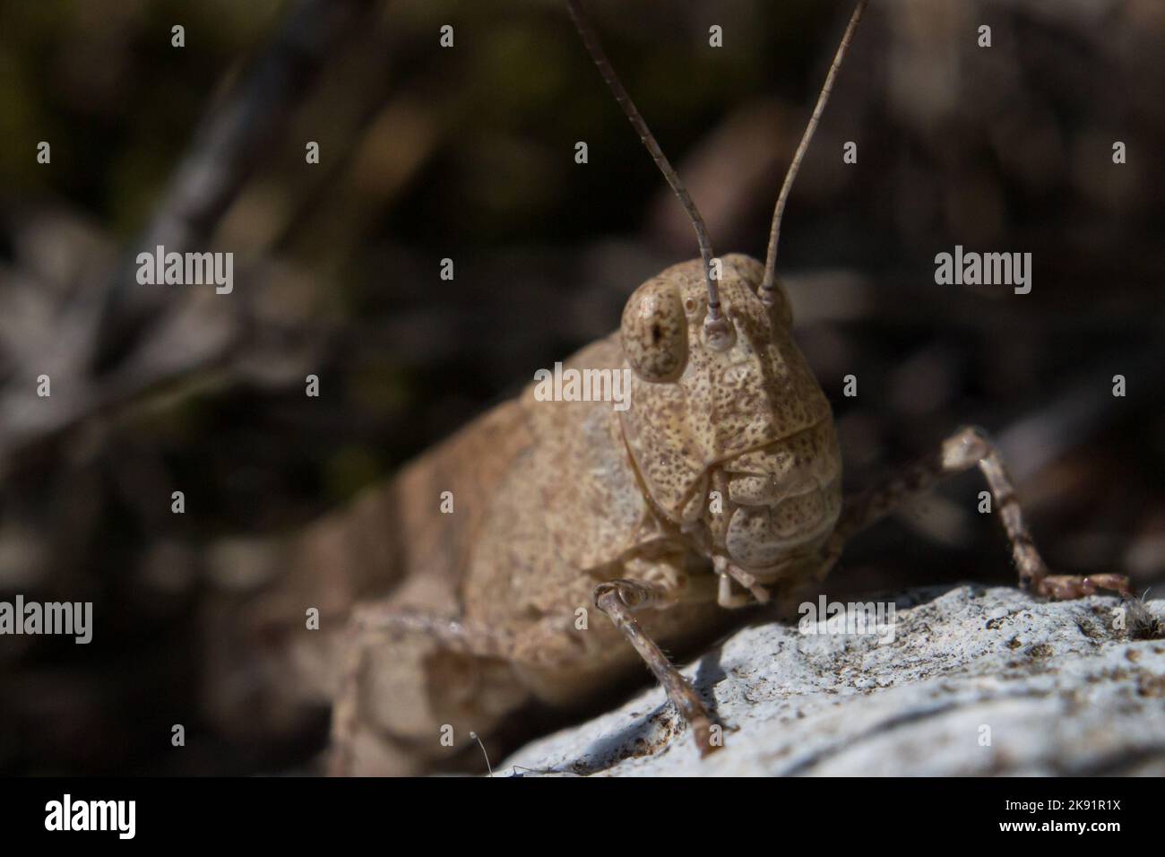 A macro of a Carolina grasshopper (Dissosteira carolina) on a rock Stock Photo