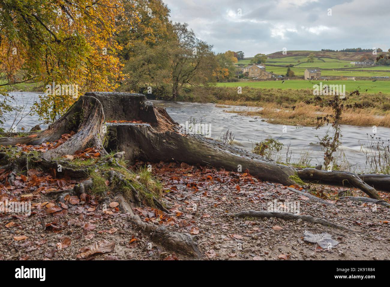 A seat made from an old tree stump seen covered in coins on the side of the River Wharfe at Hebden. Stock Photo