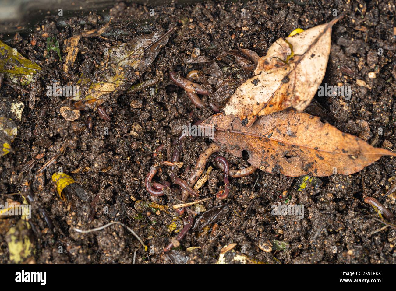 Composter Full Landfill full of waste hi-res stock photography and images - Alamy
