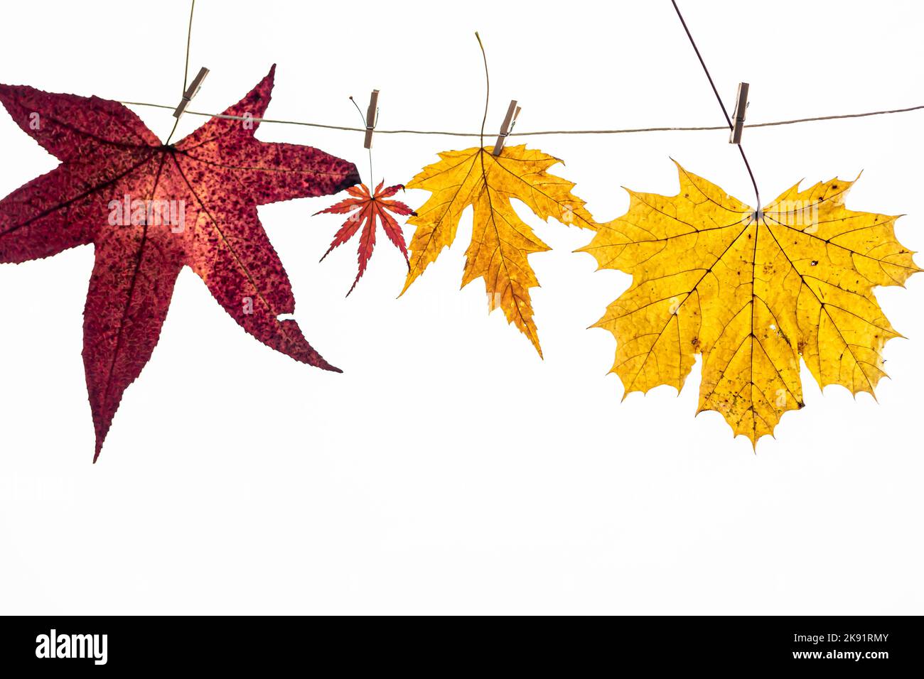Dried and colored maple leaves on white background Stock Photo