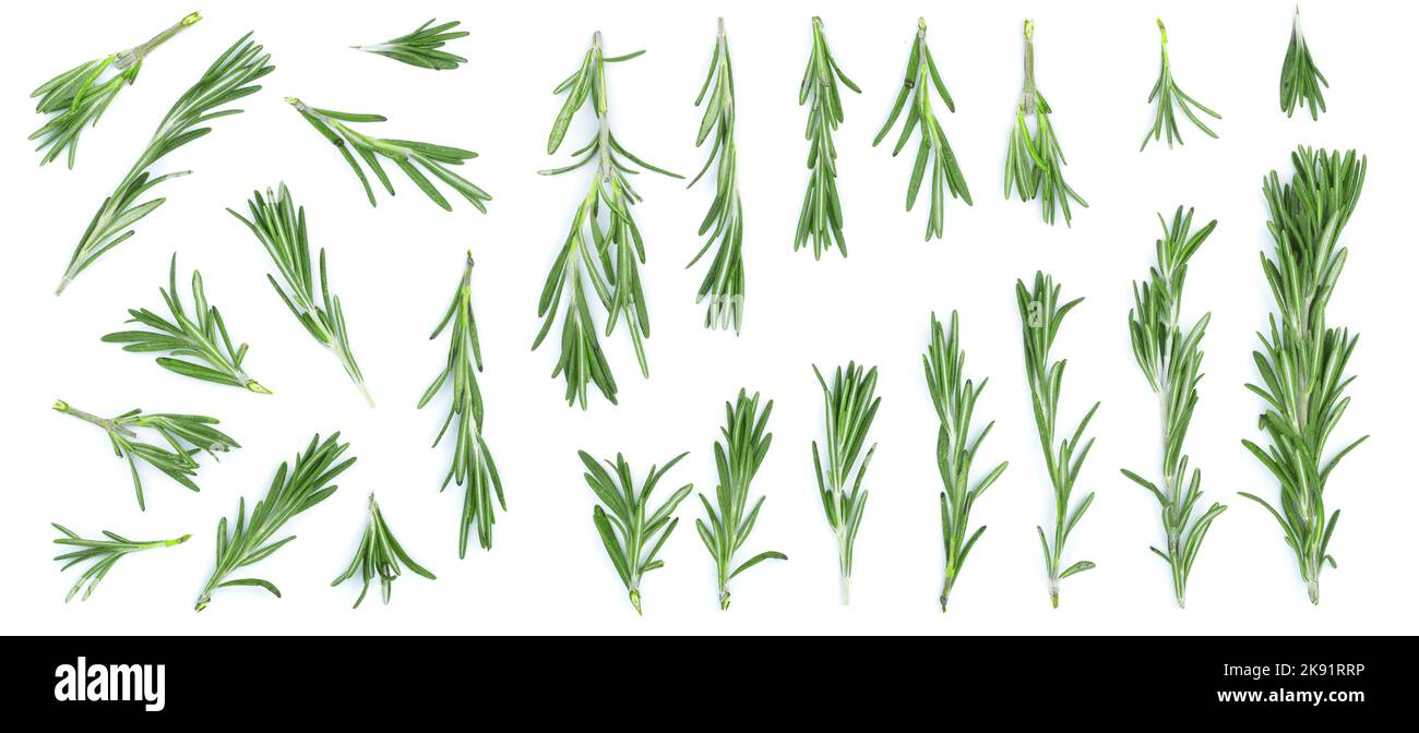 Fresh green rosemary isolated on a white background with copy space for your text. Top view. Flat lay Stock Photo