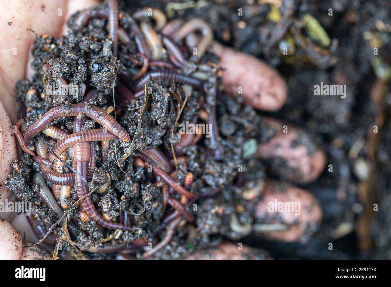 hand holding earthworms and mud Stock Photo Alamy