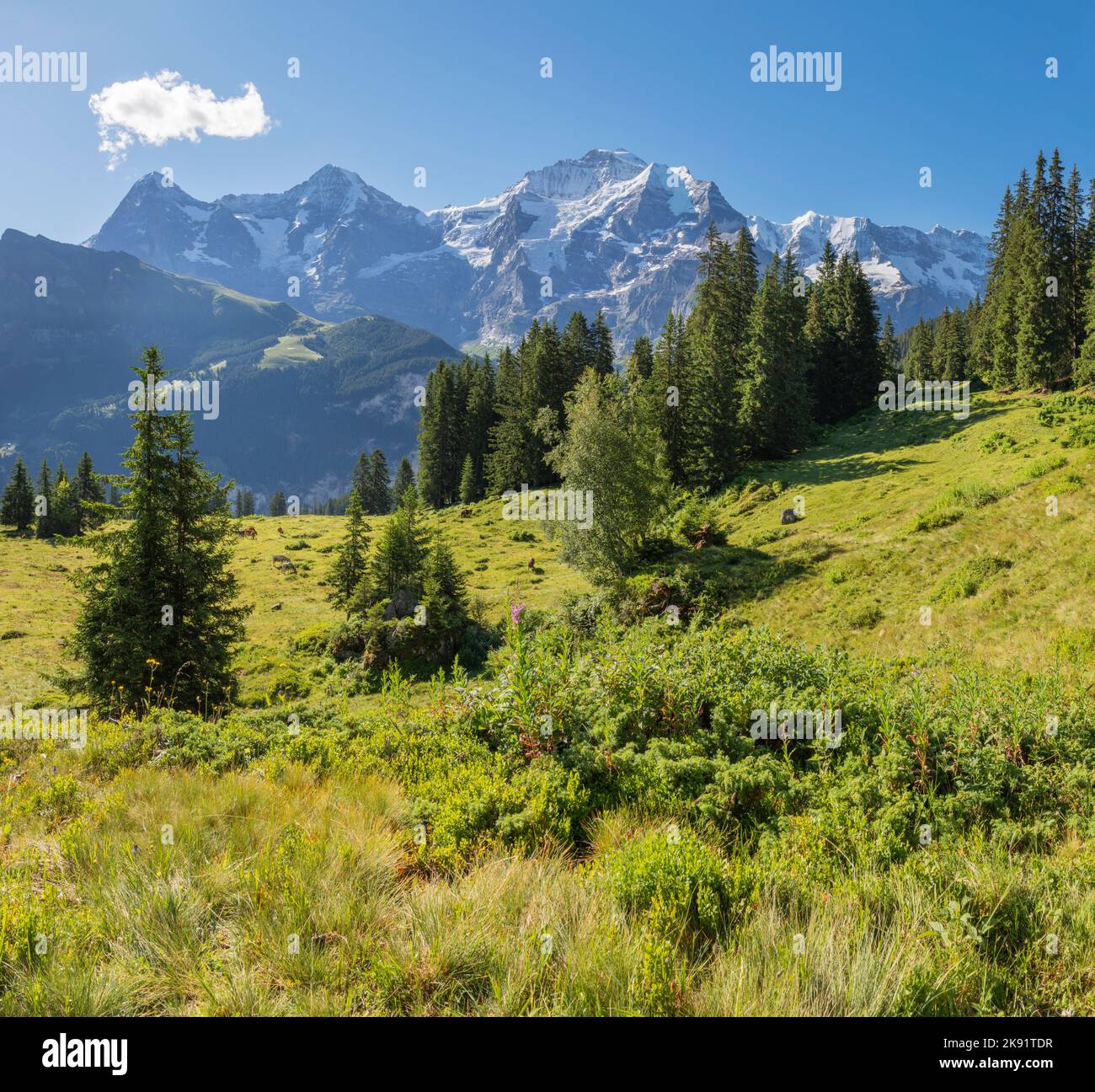 The Bernese alps with the Jungfrau, Monch and Eiger peaks over the alps meadows Stock Photo