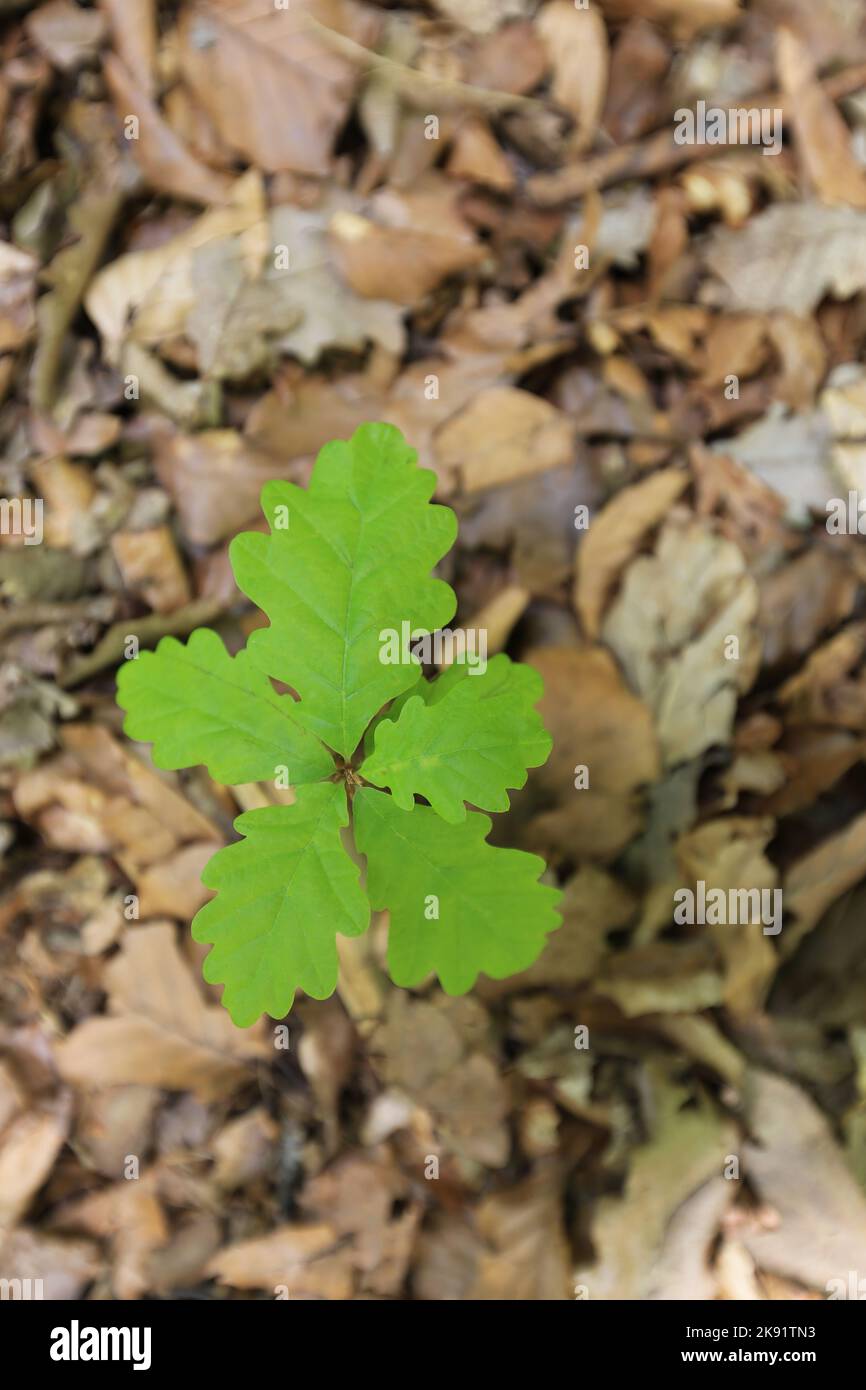 Fresh seedling of an oak tree in the forest Stock Photo