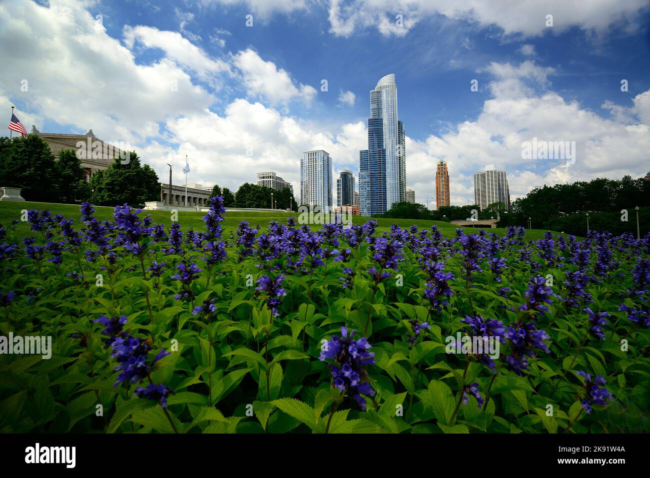 A closeup of Nepeta subsessilis Plant in Museum Campus alongside Lake Michigan in Grant Park, Chicago Stock Photo
