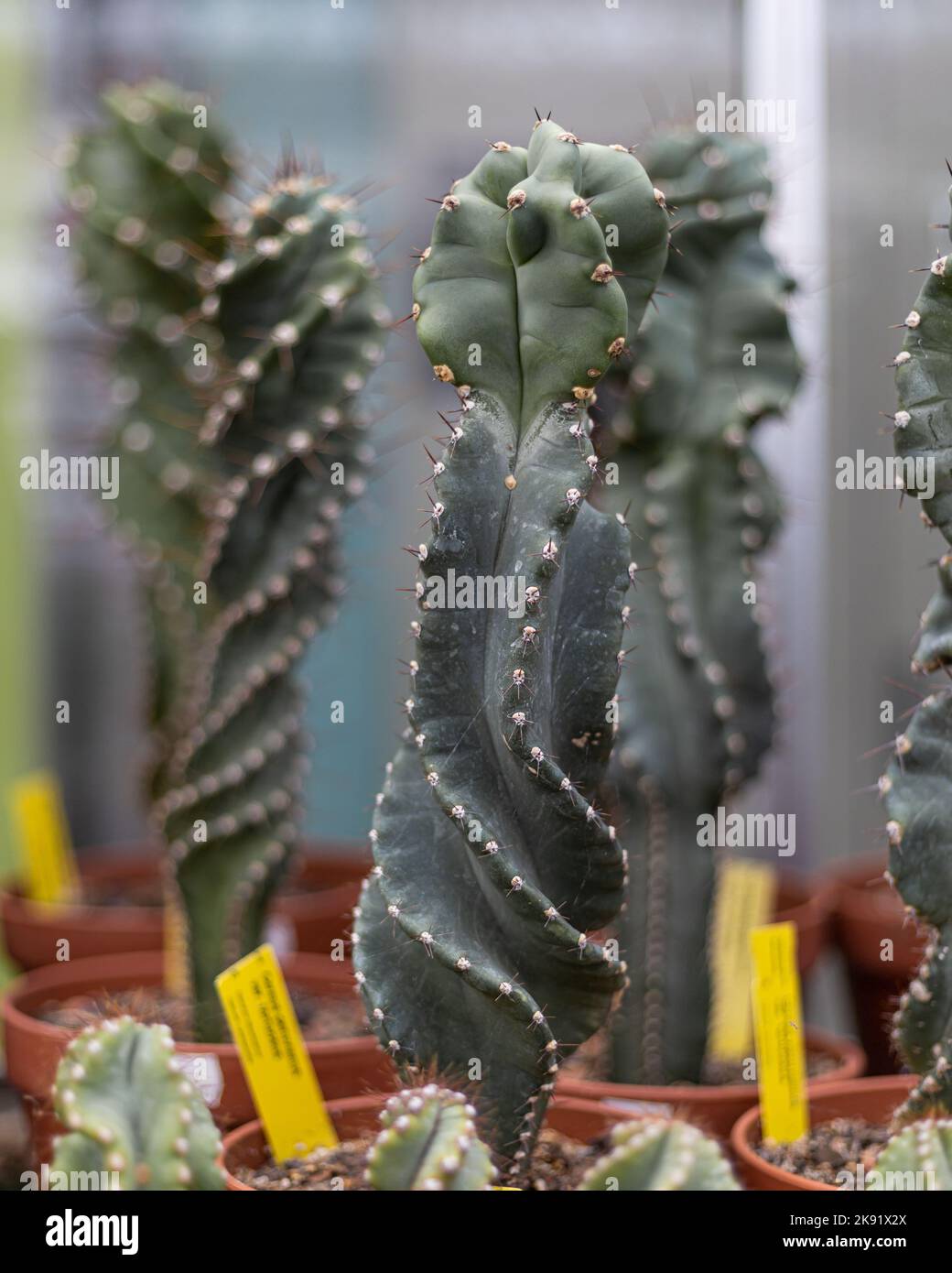 A selective focus shot of green Cereus repandus cactus plant in a pot in the store Stock Photo