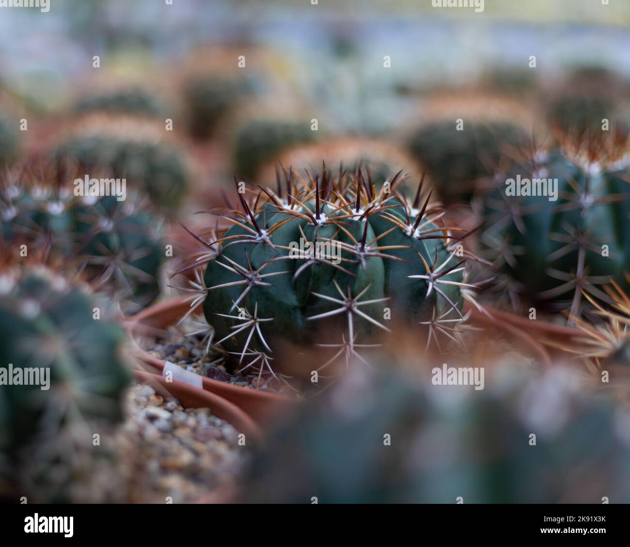 A selective focus shot of green Melocactus zehntneri cactus plant in a pot in the store Stock Photo