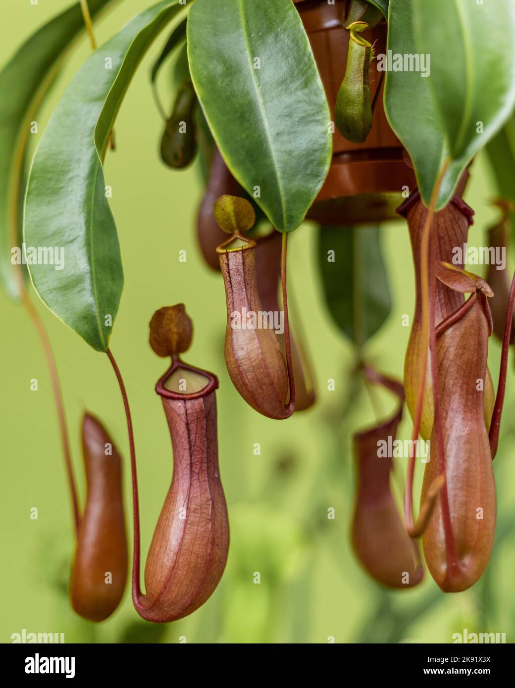 Nepenthes Ventrata