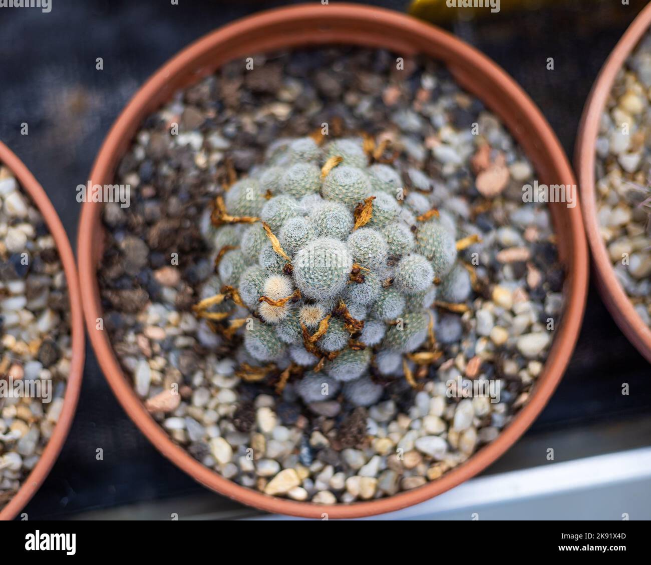 A top view of green Rebutia heliosa cactus plant in a pot in the store Stock Photo